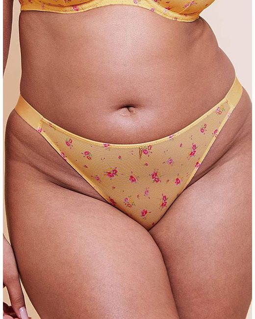 Curvy Kate Brown Cool Cat Tanga