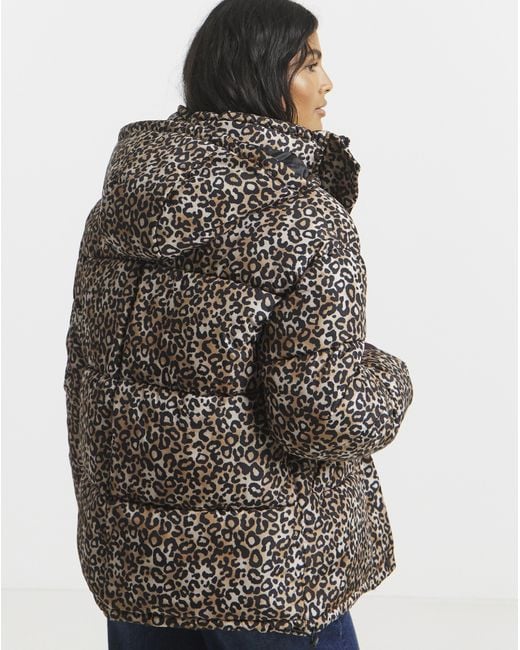 Simply Be Blue Print Padded Coat With Hood
