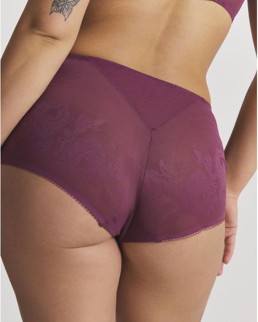 Triumph Purple Wild Rose Sensation Maxi