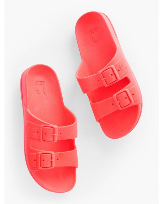 CACATOES Red ® Rio De Janeiro Slides