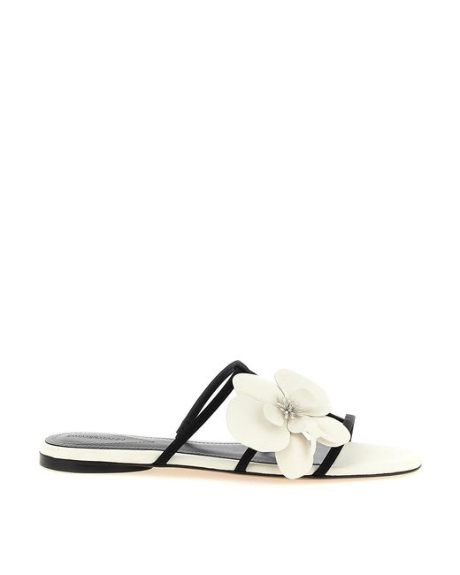 Zimmermann White Slides