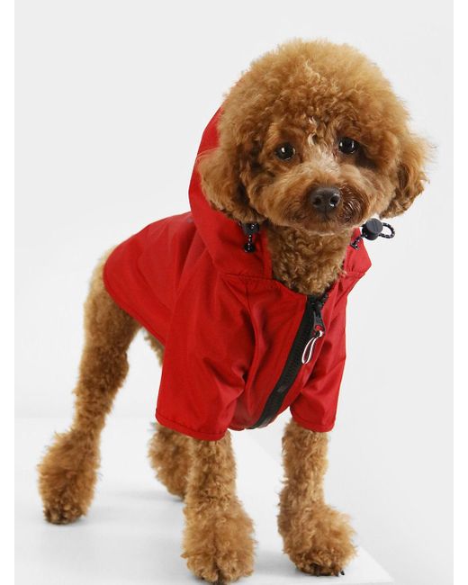 Tommy Hilfiger Red Dog Hooded Raincoat