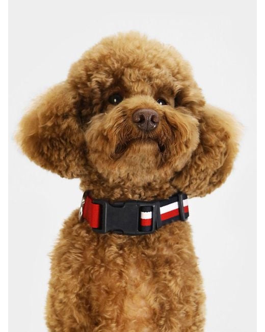 Tommy hilfiger dog collar 2025