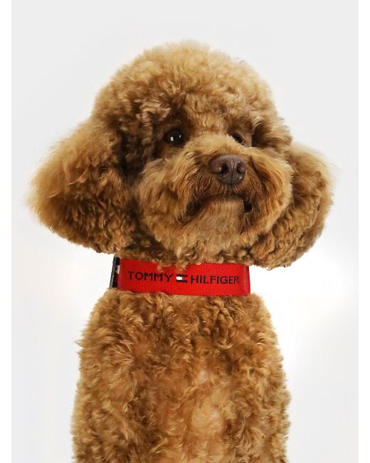 Tommy Hilfiger Multicolor Dog Logo Webbing Collar