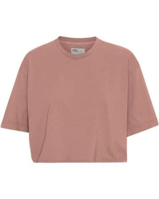 Rosewood Mist Organic Boxy Crop T Shirt di COLORFUL STANDARD in Pink