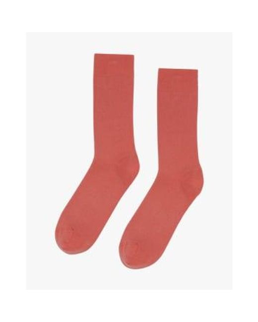 COLORFUL STANDARD Red Classic Organic Socks Bright Coral 36-40 for men