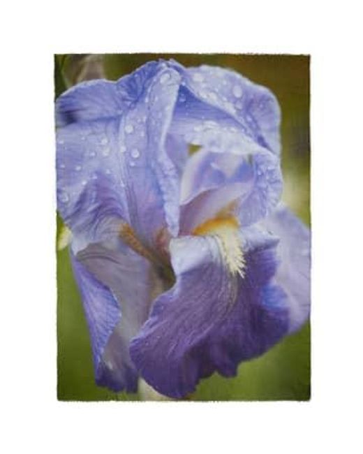 Faliero Sarti Purple Iris Scarf