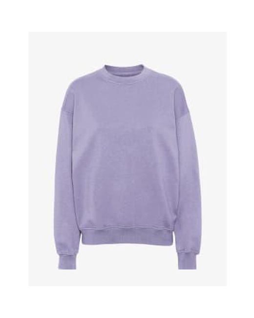 COLORFUL STANDARD Purple Jade Organic Cotton Crew Neck Sweatshirt M for men