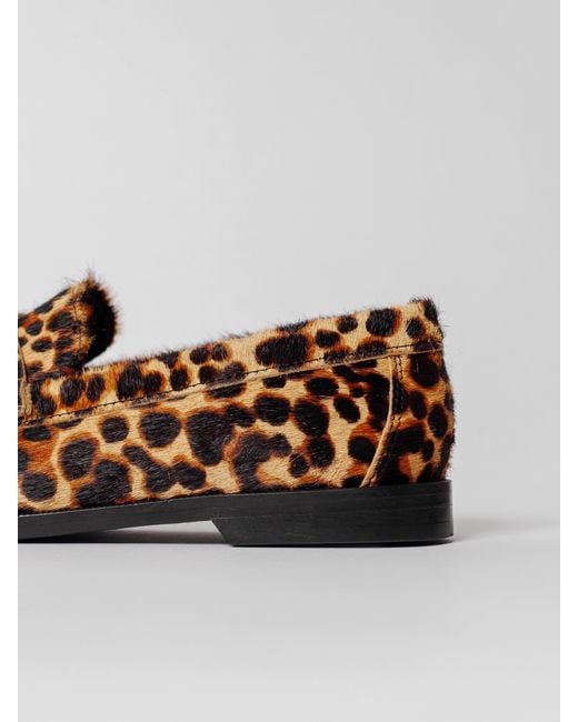 Blankens Brown The Celeste Leopard