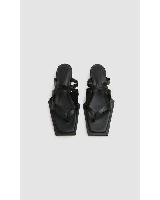 PREVU Black Karel Mule