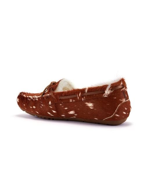 Australia Luxe Brown Prost Bambi