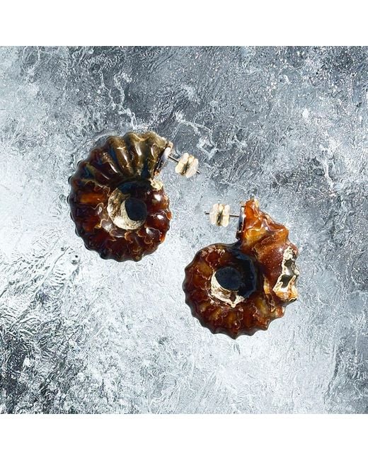 Qibai Brown Helix Fossil
