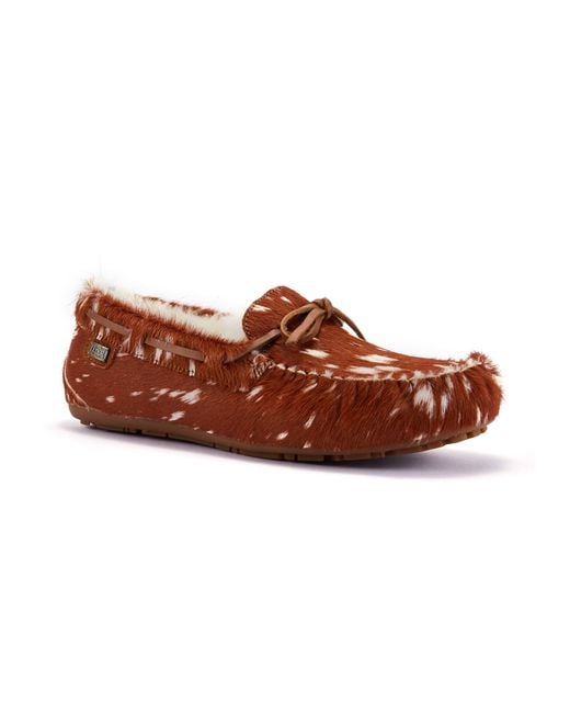 Australia Luxe Brown Prost Bambi