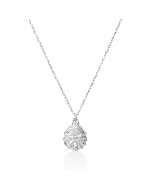 Auree Jewellery Metallic Gaia Oyster Shell And Pearl Necklace