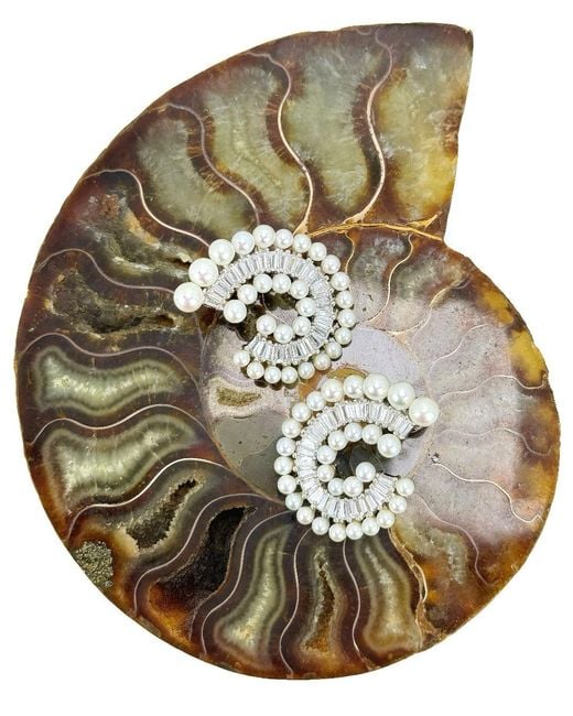 Smuccii White Nautilus