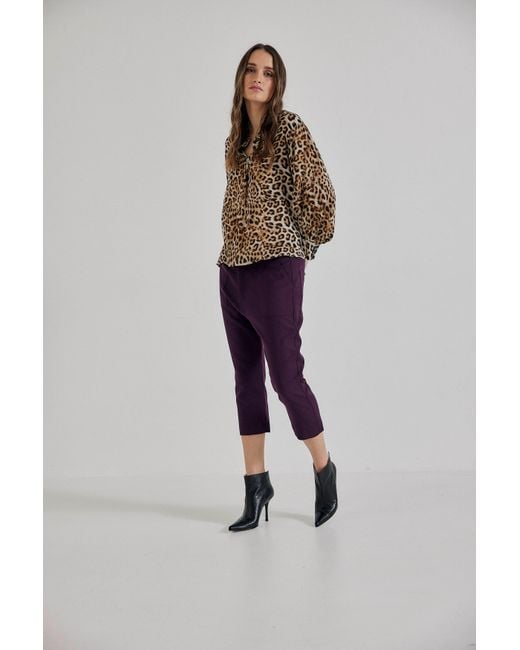 Lindsay Nicholas New York Purple Maverick Drop Crotch Pant