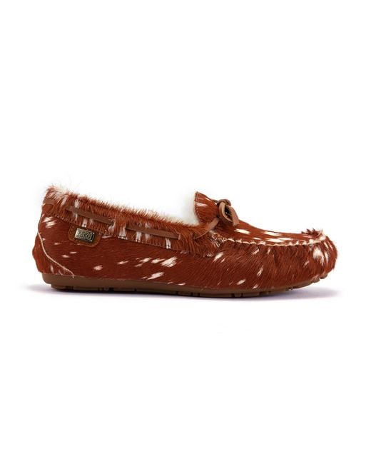 Australia Luxe Brown Prost Bambi