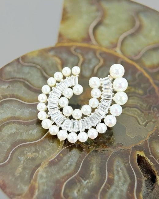 Smuccii White Nautilus