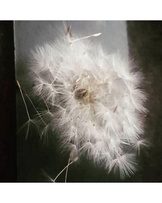 Laura Daili Black A Wish