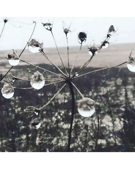 Laura Daili White Neutrals Dew Drops