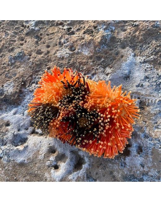 Sibylla Delphica Orange Glass Beads Embellished Clutch Bag