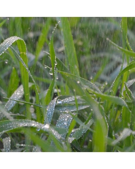 Laura Daili White Neutrals Dew Drops