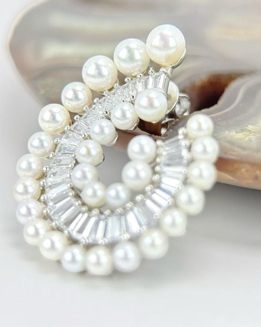 Smuccii White Nautilus