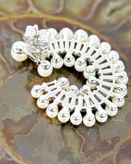 Smuccii White Nautilus