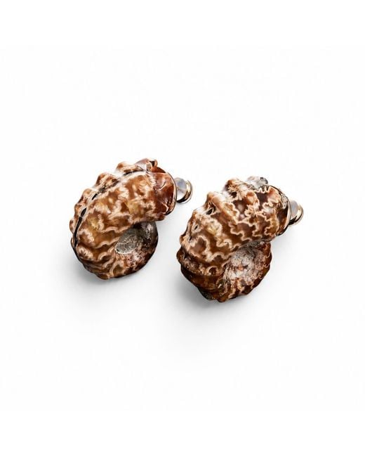 Qibai Brown Helix Fossil