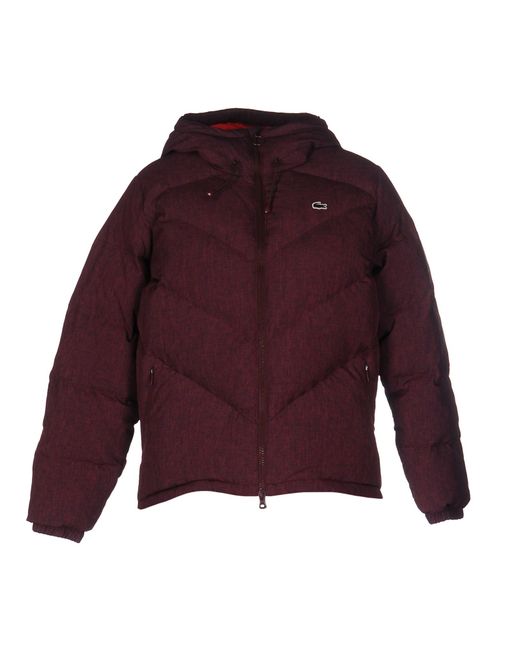 lacoste goose down jacket