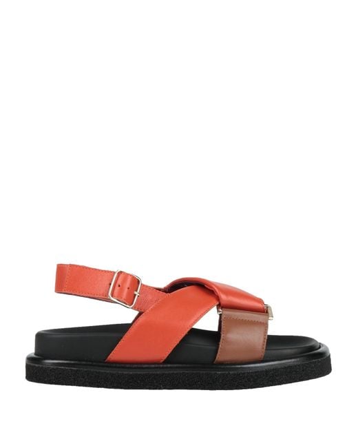 Seboy's Red Sandale