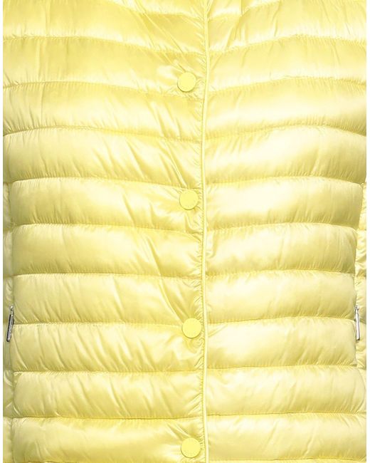 Jan Mayen Yellow Puffer
