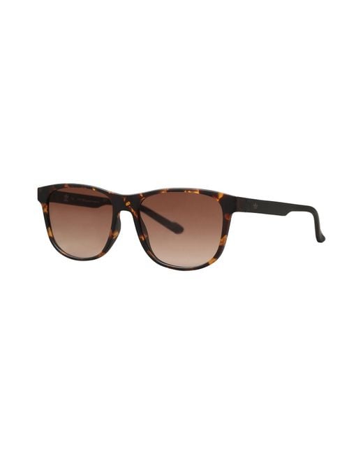 Adidas Brown Sunglasses for men