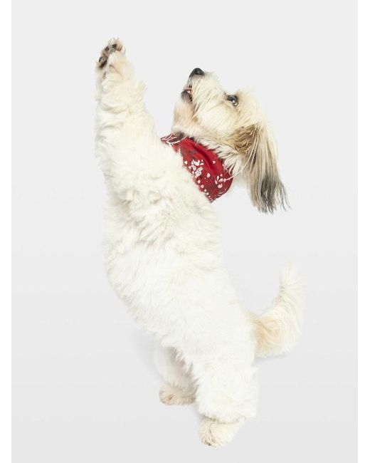 Zadig & Voltaire Red Zadog Bandana