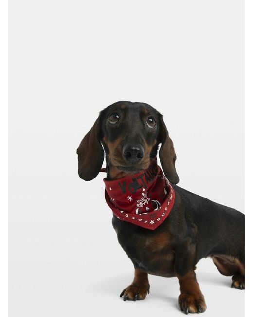 Zadig & Voltaire Red Zadog Bandana