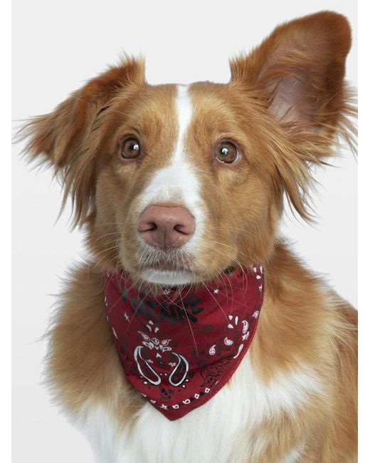 Zadig & Voltaire Red Zadog Bandana