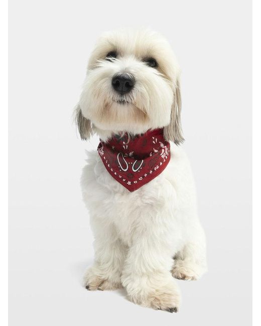 Zadig & Voltaire Red Zadog Bandana