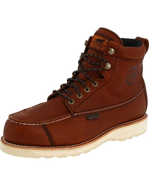 irish setter 838