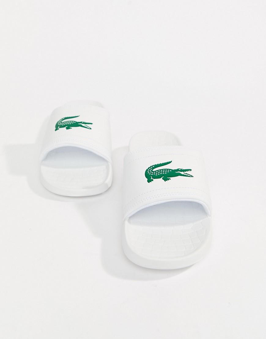 fraisier lacoste