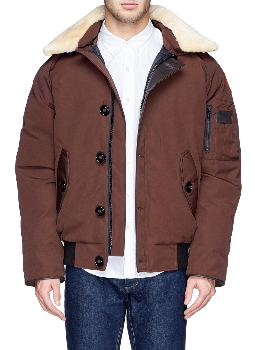 brown canada goose brown canada goose