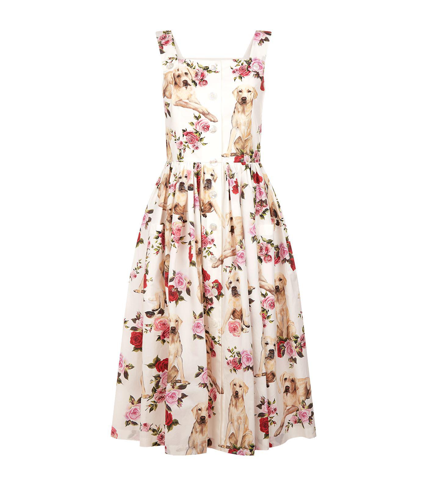 Dress clearance with labradors