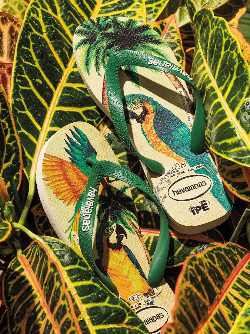 havaianas parrot