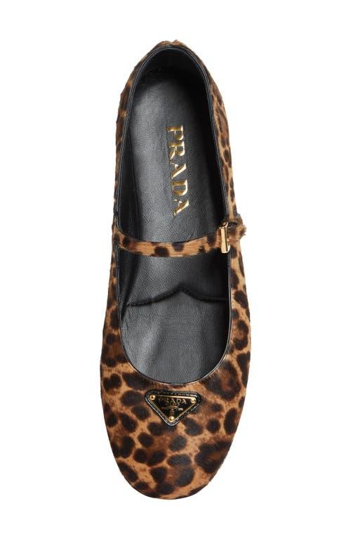 Prada Genuine Calf Hair Mary Jane Flat in White | Lyst