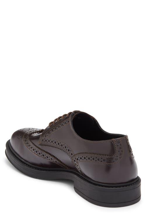 Roberto Cavalli Crip Wingtip Derby in Brown for Men | Lyst display picture 1