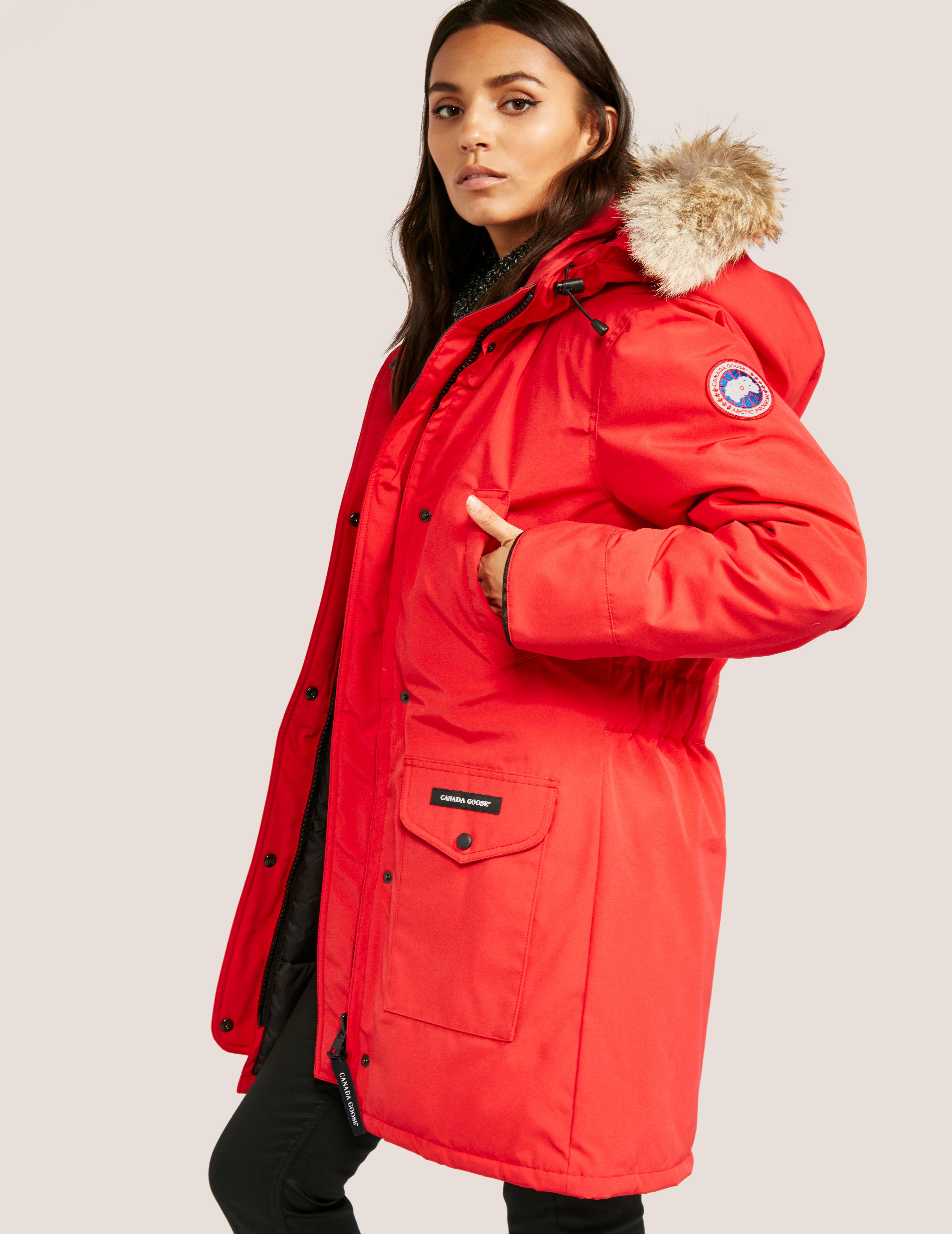 canada goose arctic canada goose arctic