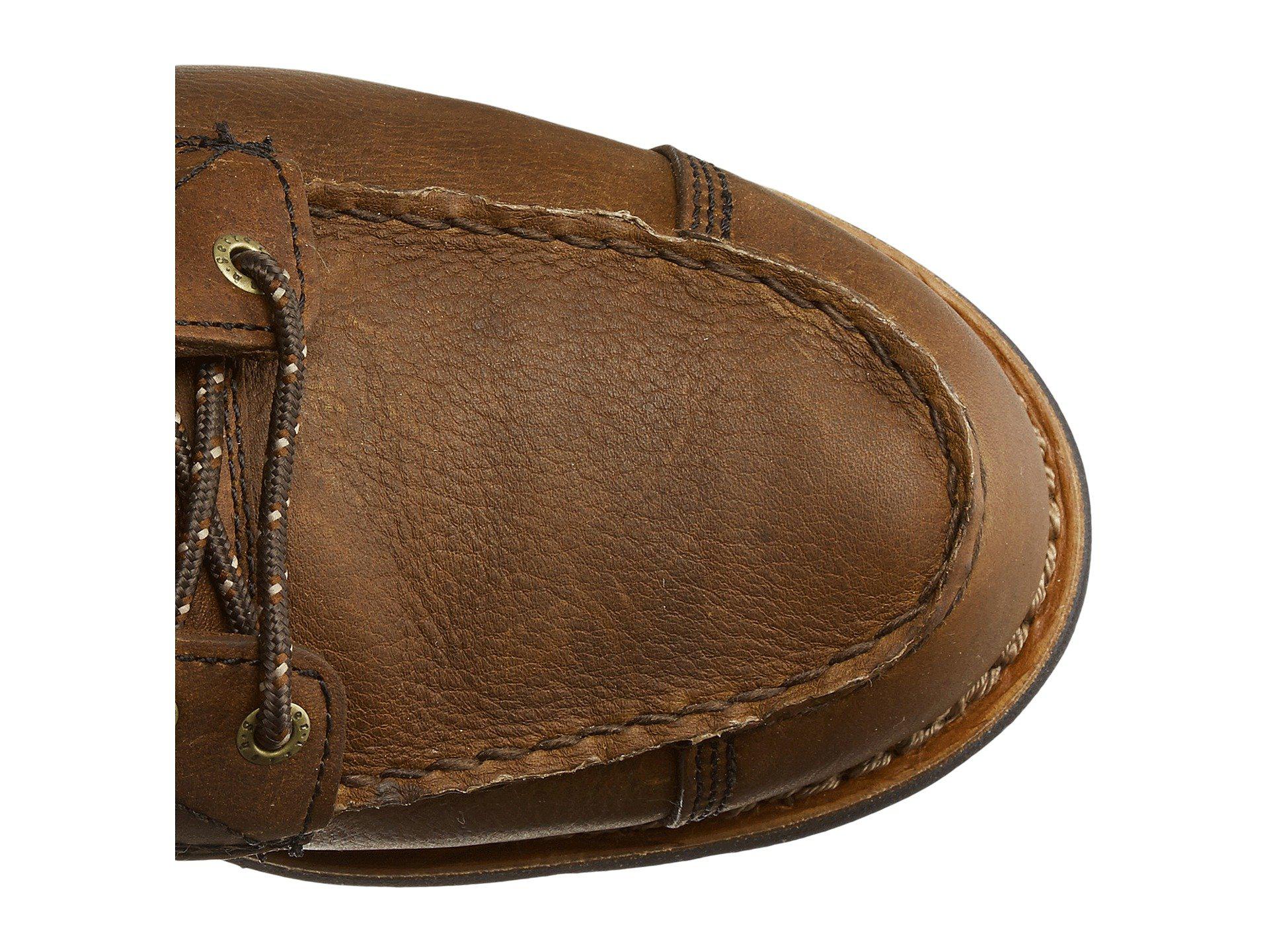 irish setter 807